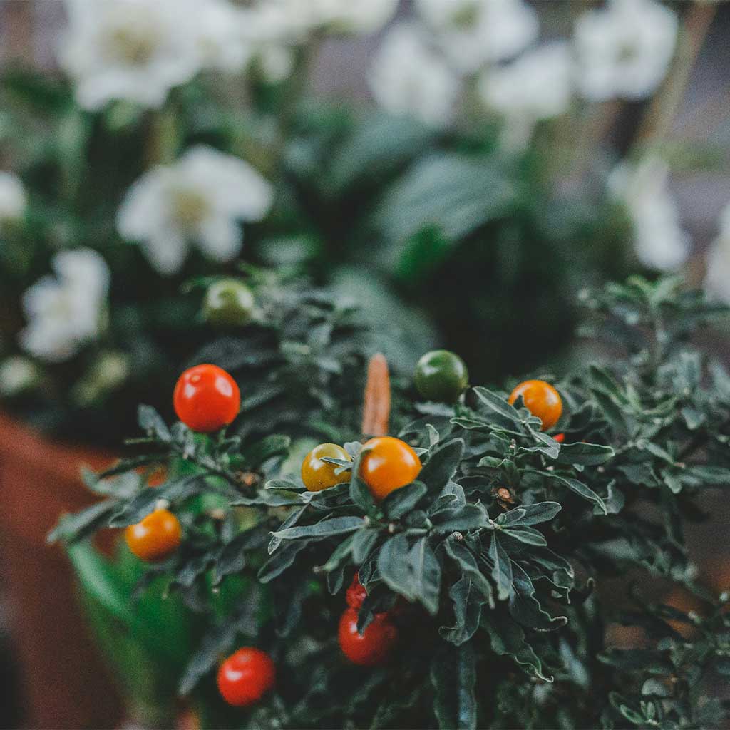 Tomatoes-in-Pots